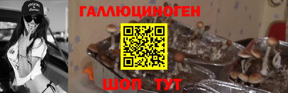 Псилоцибиновые грибы мухоморы Узловая